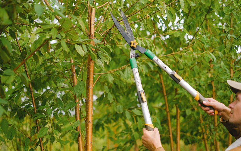 Tree trimming in Climbing Hill, IA