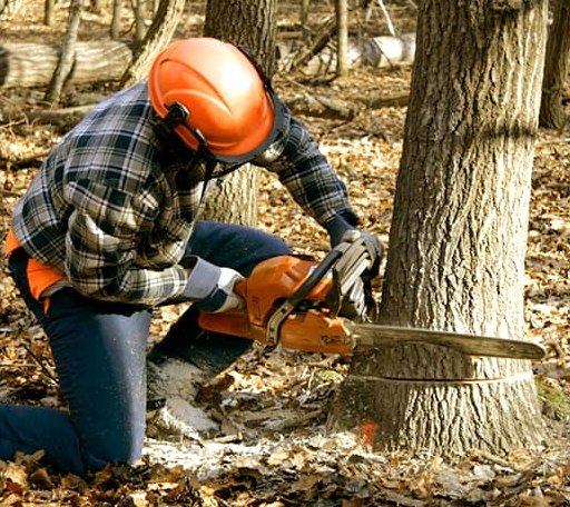 Tree Removal in Climbing Hill, IA